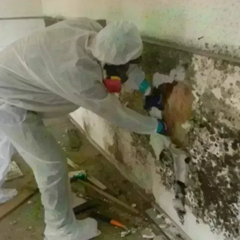 Mold Remediation and Removal in Prairie Village, KS